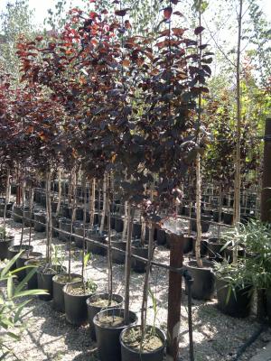 vand platani,       prunus nigra,       salcie din pepiniera proprie