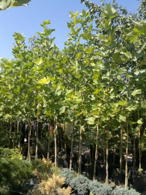 vand platani,       prunus nigra,       salcie din pepiniera proprie