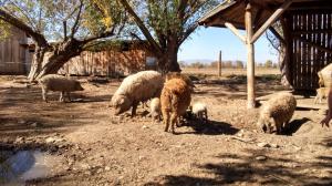 De vanzare purcei,  porci Mangalita,  vitei  Sura de Stepa,  Cai lipitani cu pedigree