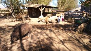 De vanzare purcei,  porci Mangalita,  vitei  Sura de Stepa,  Cai lipitani cu pedigree