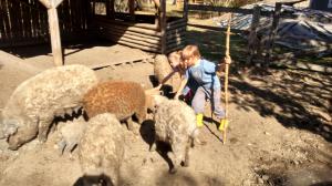 De vanzare purcei,  porci Mangalita,  vitei  Sura de Stepa,  Cai lipitani cu pedigree