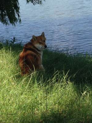 mascul shiba inu