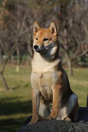 mascul shiba inu