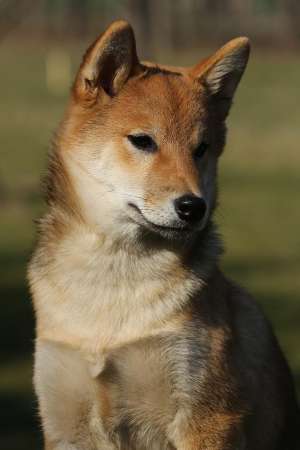 mascul shiba inu