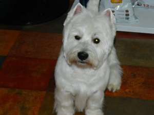 Servicii frizerie canina