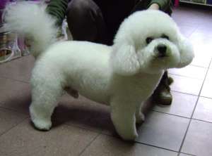Servicii frizerie canina
