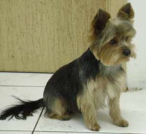 Servicii frizerie canina