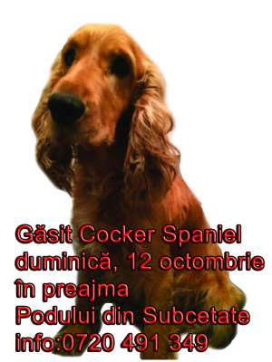 c�ine frumos