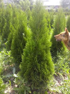 vand buxus tuia smarald