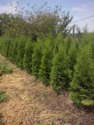 vand buxus tuia smarald