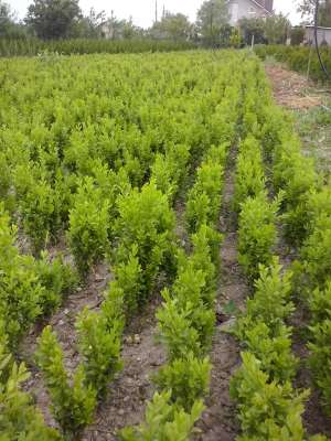 vand buxus tuia smarald