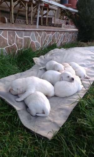 Pui Labrador Retriver