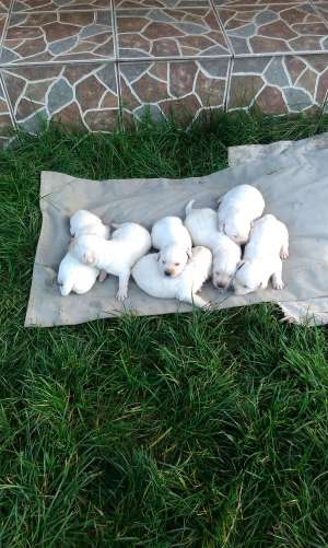 Pui Labrador Retriver