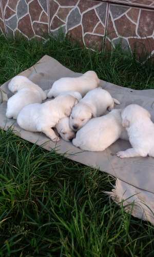 Pui Labrador Retriver