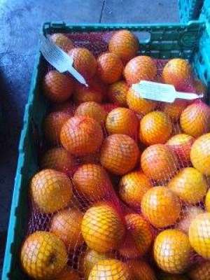 portocale , mandarine