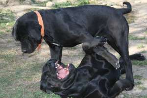 Cane Corso XXL-femela 7sapatamani