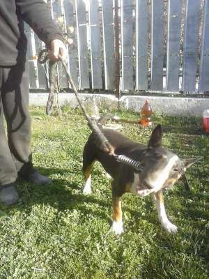 femela BULL TERRIER