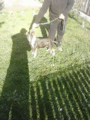 femela BULL TERRIER