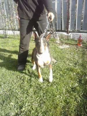 femela BULL TERRIER