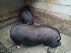 porci vietnamezi