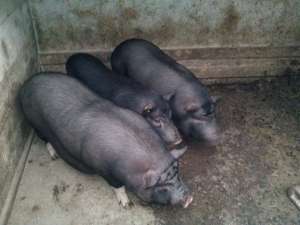 porci vietnamezi
