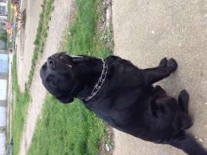 Labrador mascul negru pt monta