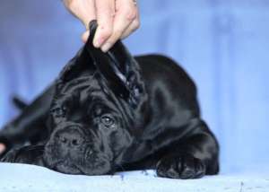 Catei Cane Corso de vanzare cu Pedigree