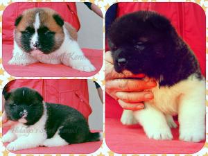Pui Akita American