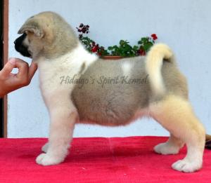 Pui Akita American