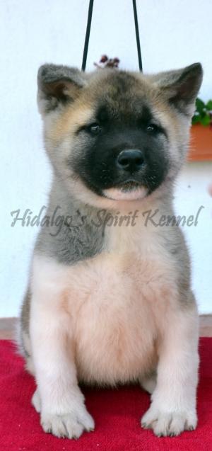 Pui Akita American
