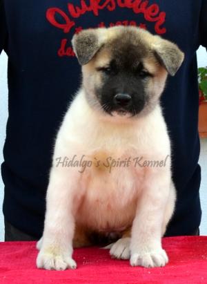 Pui Akita American