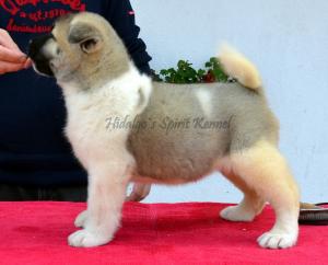 Pui Akita American