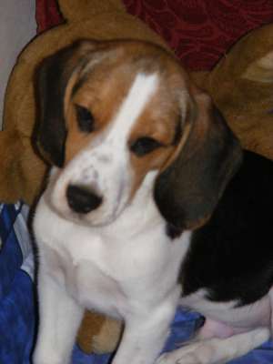 Vand beagle