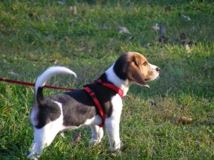 Vand beagle