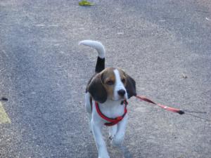 Vand beagle