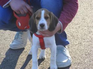 Vand beagle