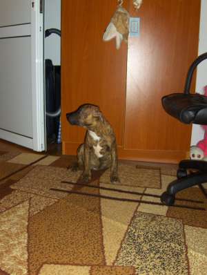 catel de vanzare
