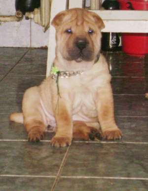Ofer catelusa shar pei