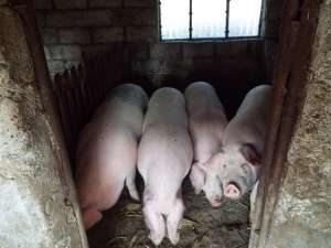 vand 7 porci 80-110 kg