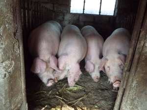 vand 7 porci 80-110 kg
