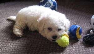 bichon
