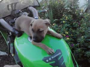 vand catelusa amstaff 3 luni