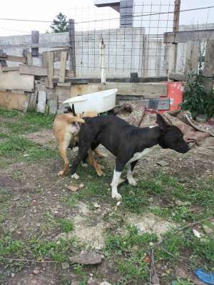 vand catelusa amstaff 3 luni