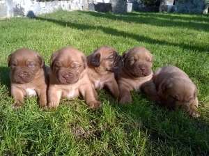 Vand catei dog de bordeaux