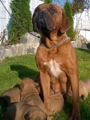 Vand catei dog de bordeaux