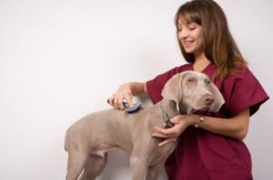 Curs specializare cosmetica canina Timisoara