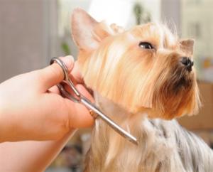 Curs specializare cosmetica canina Brasov