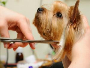 Cursuri de Cosmetica Canina Timisoara