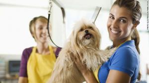 Curs frizerie canina autorizat Timisoara