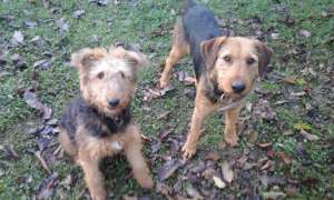 Vand catelusa airedale terrier si mascul